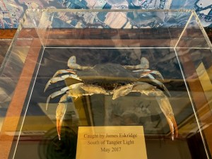 A crab with oysters growing on it.