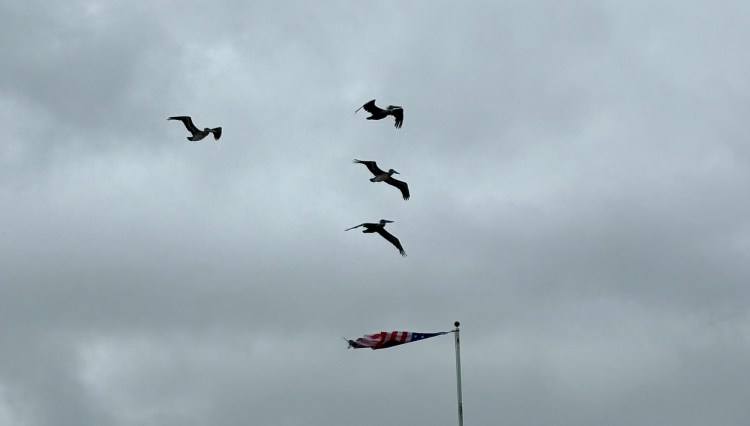 pelicans glide in the wind.
